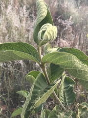Vangueria infausta