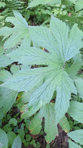 Image of Filipendula palmata by (c) Violetta Dzizyurova, some rights reserved (CC BY)