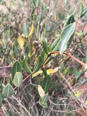 Cryptolepis oblongifolia