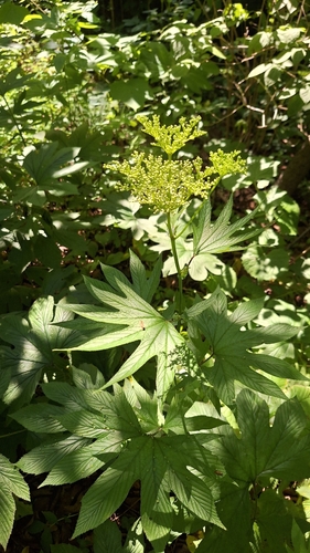 Image of Filipendula palmata by (c) Violetta Dzizyurova, some rights reserved (CC BY)