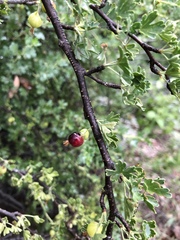Ribes montigenum