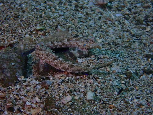 Japanese dragonet (Diplogrammus xenicus) — Callionymidae — 3