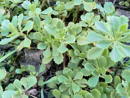 Sedum x SunSparkler® 'Blue Pearl' 2