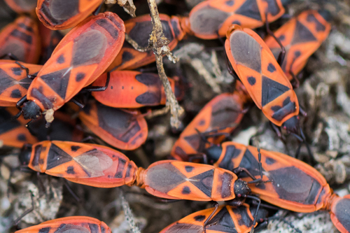 Mediterranean red bug