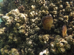 Isognomon alatus
