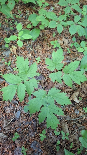 Actaea asiatica, photograph 4