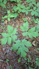 Actaea asiatica, photograph (c) Violetta Dzizyurova, some rights reserved (CC BY)