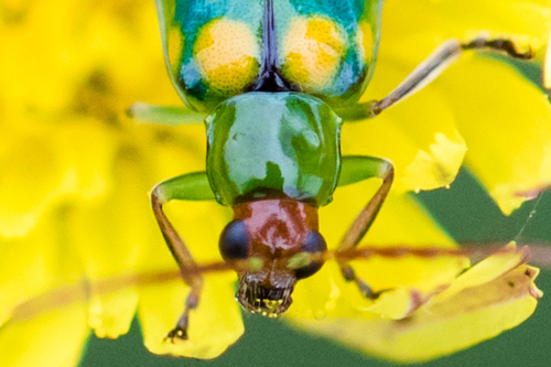 Banded Cucumber Beetle