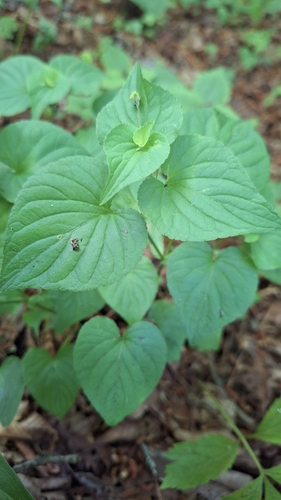 Image of Viola acuminata by (c) Violetta Dzizyurova, some rights reserved (CC BY)