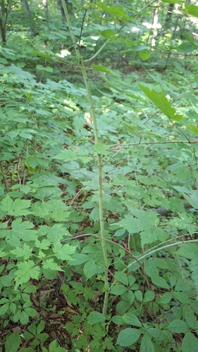 Image of Acer barbinerve by (c) Violetta Dzizyurova, some rights reserved (CC BY)