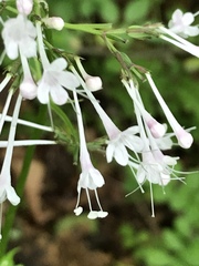 Valeriana pauciflora