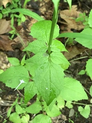 Valeriana pauciflora