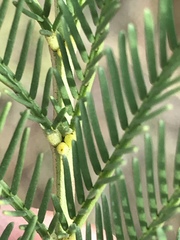 Acacia decurrens
