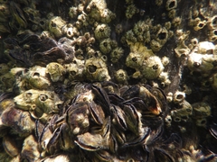 Isognomon alatus
