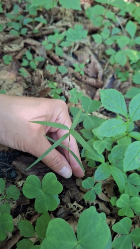 Image of Pseudostellaria sylvatica by (c) Violetta Dzizyurova, some rights reserved (CC BY)
