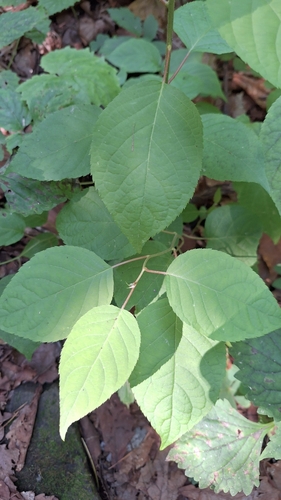 Foto de Kiwi-prateado