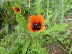 Papaver argemone