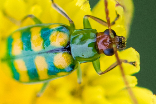 Banded Cucumber Beetle