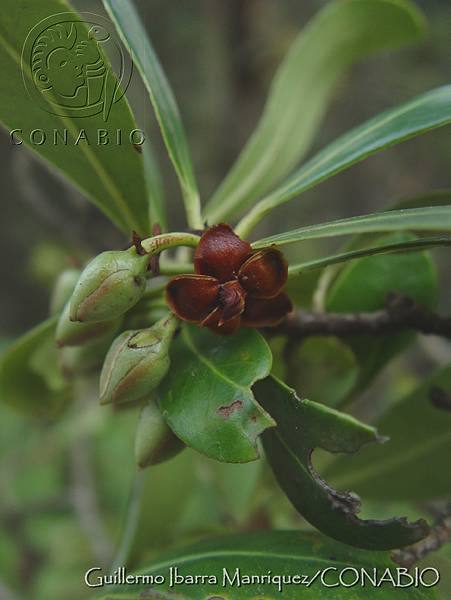 Ternstroemia