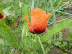 Papaver argemone