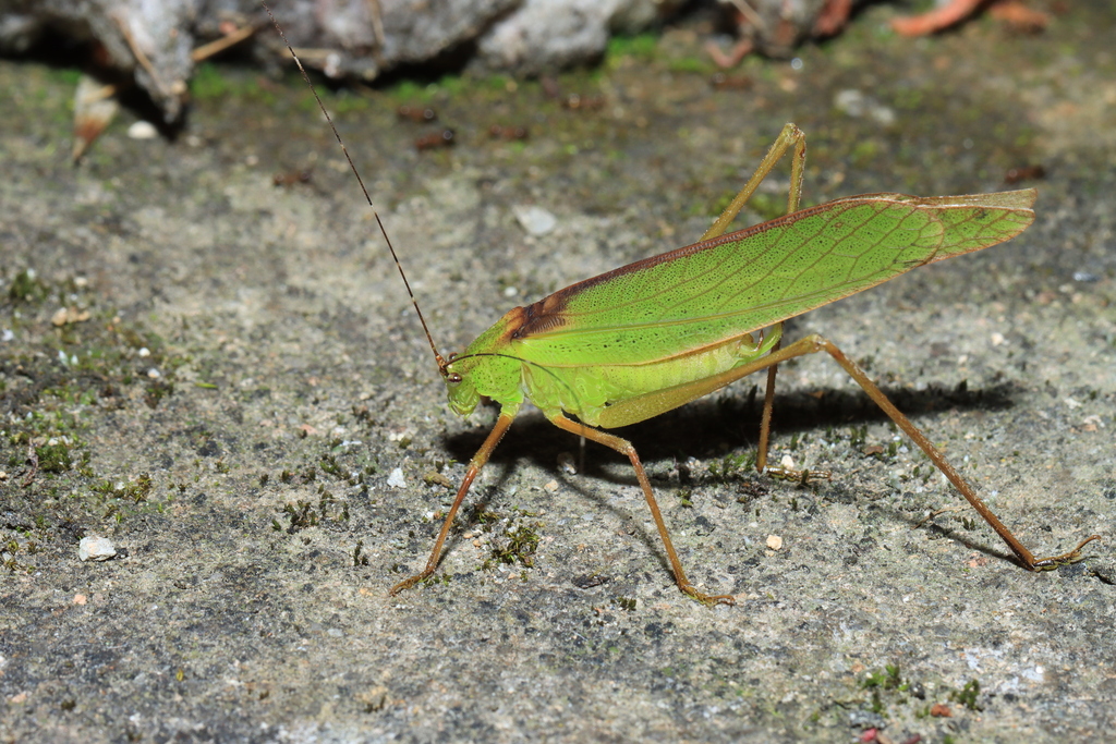 Prohimerta fujianensis