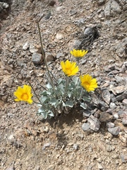 Enceliopsis nudicaulis