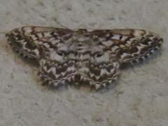 Scopula inscriptata