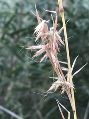 Cymbopogon pospischilii