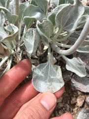 Enceliopsis nudicaulis