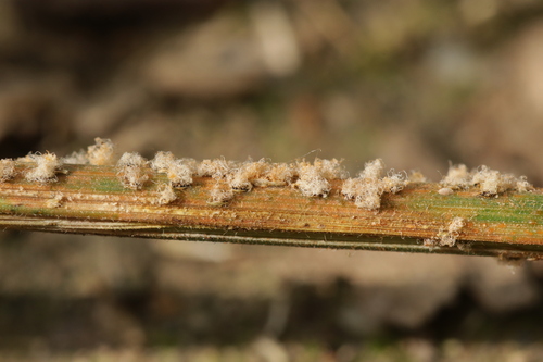 Sphaerellopsis filum observed 2024-06-29