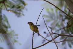Vireo pallens