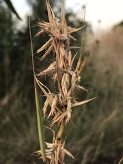 Cymbopogon pospischilii