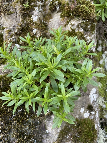 Silene foliosa iNat (2)