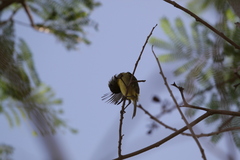 Vireo pallens