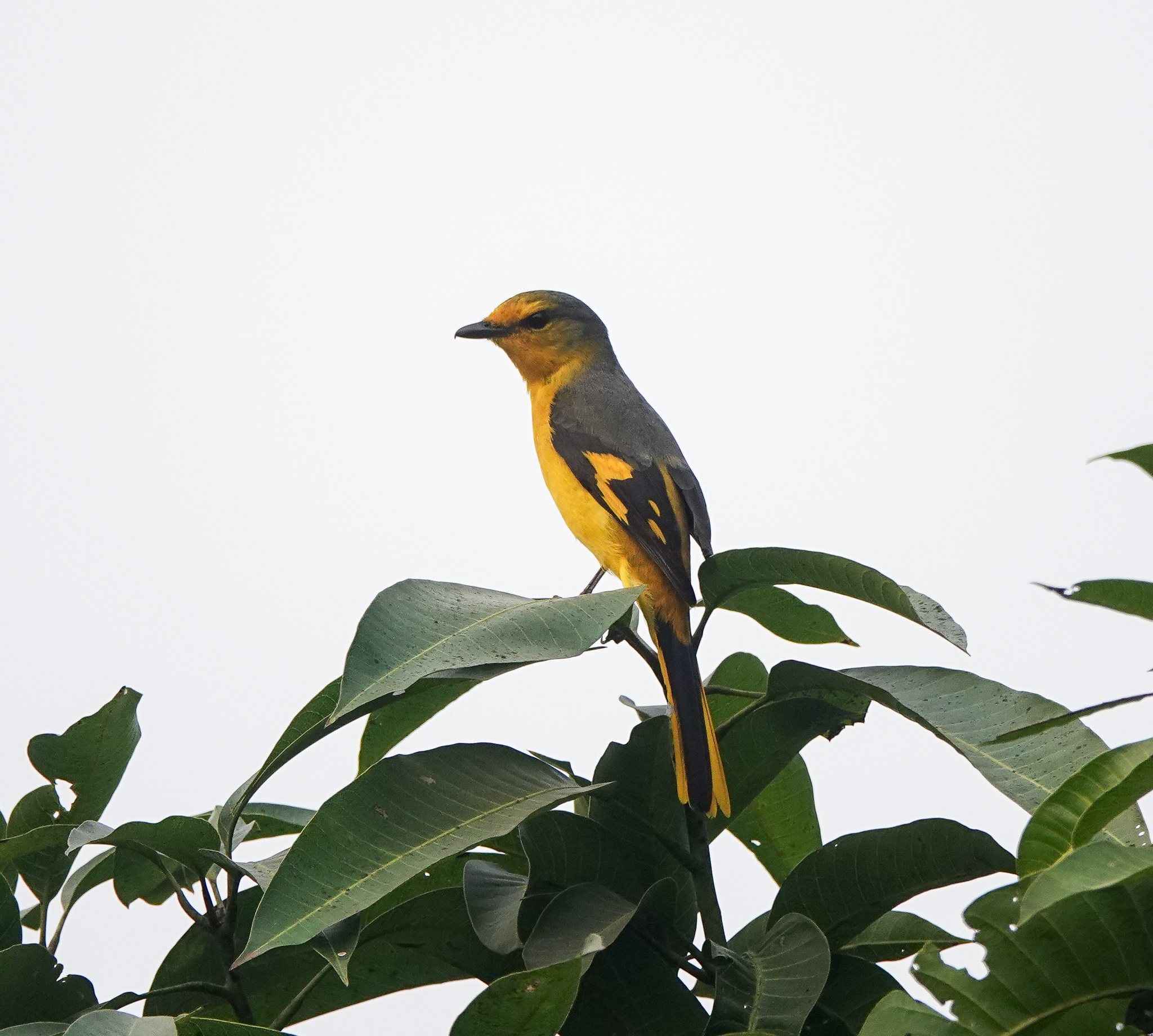 Short-billed Minivet (Pericrocotus brevirostris), photo 10