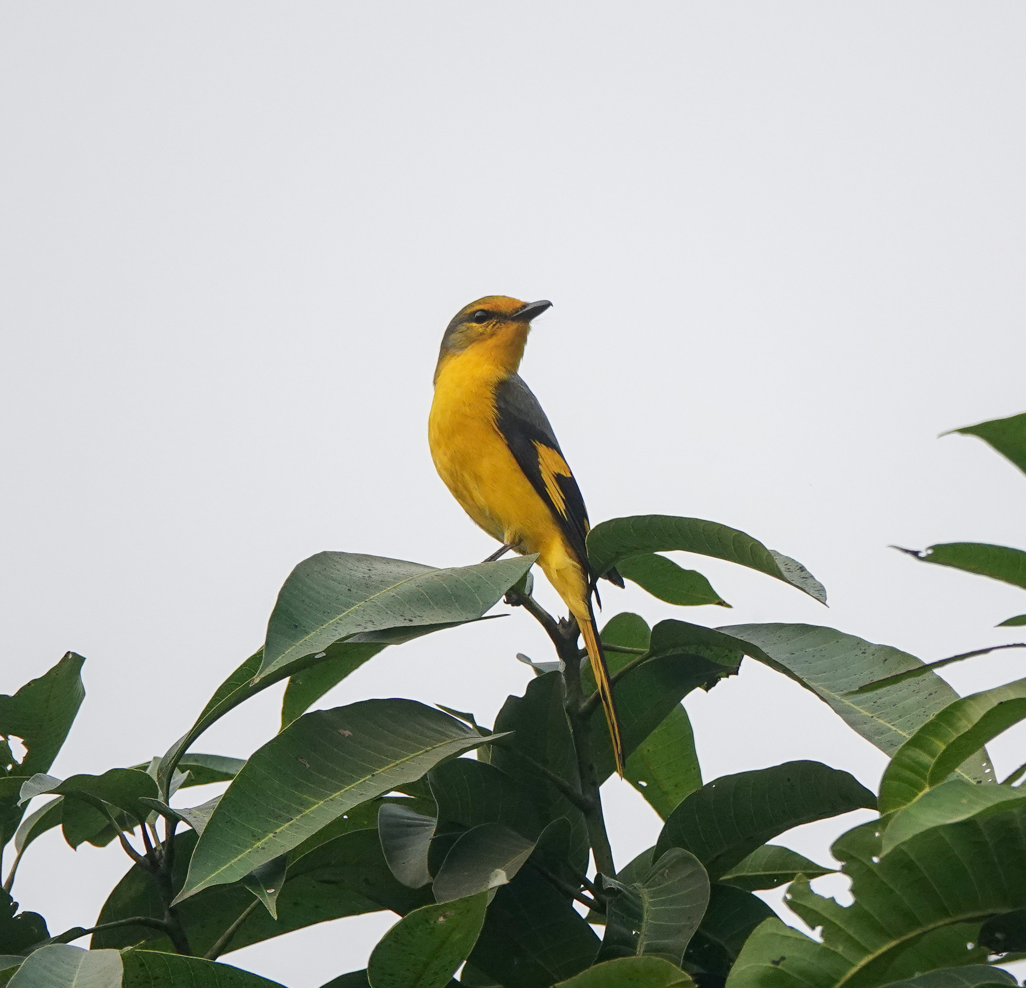 Short-billed Minivet (Pericrocotus brevirostris), photo 9
