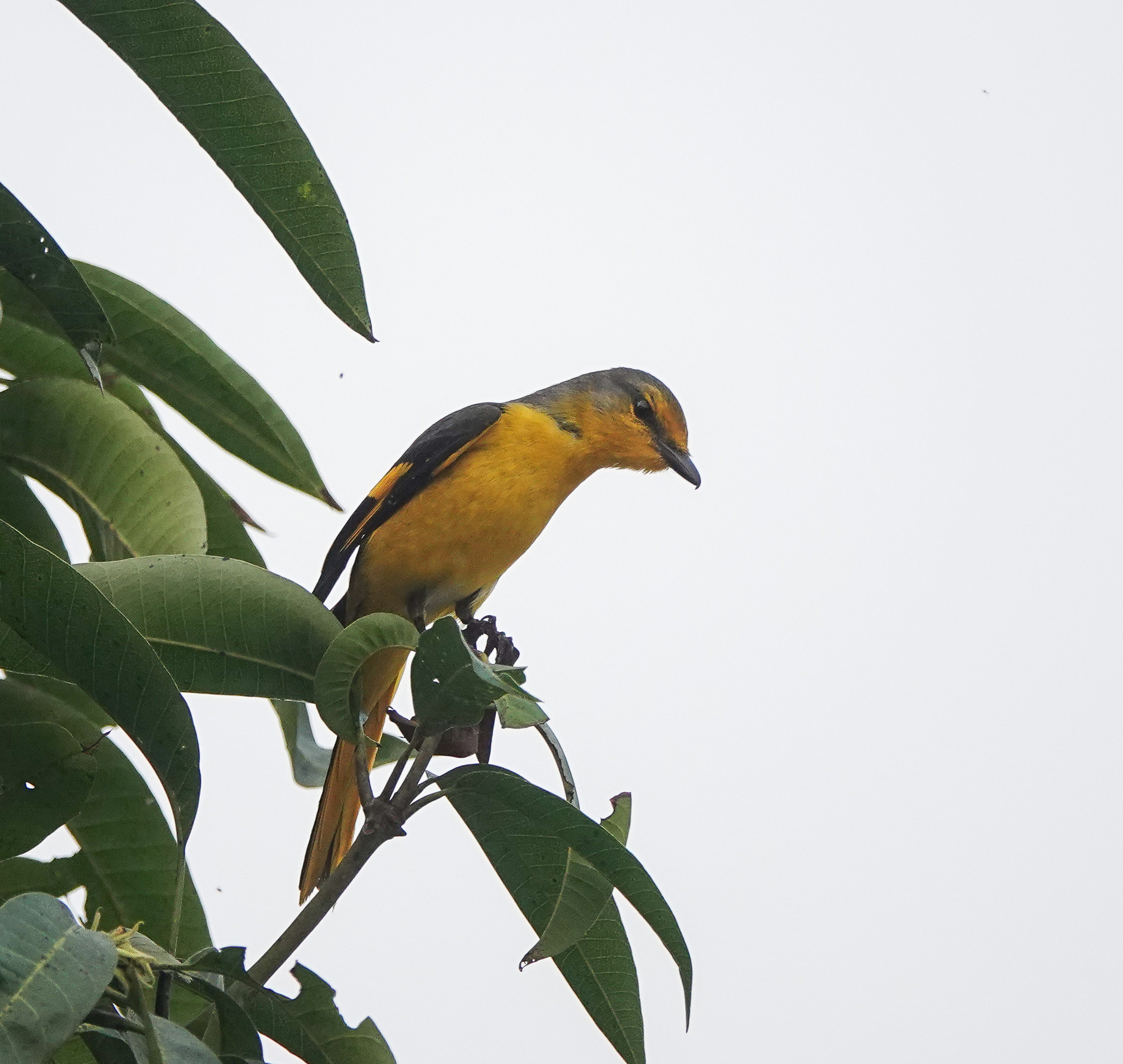 Short-billed Minivet (Pericrocotus brevirostris), photo 8