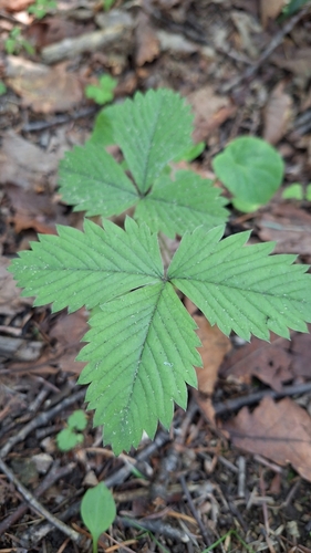 Image of Fragaria orientalis by (c) Violetta Dzizyurova, some rights reserved (CC BY)