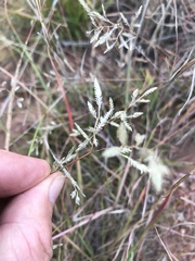 Eragrostis racemosa
