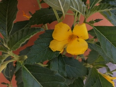 Turnera ulmifolia