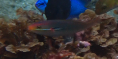 カミナリベラ