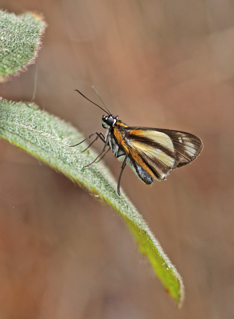 Vettius phyllus
