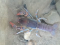 Cambarus dubius