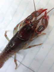 Cambarus dubius