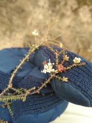 Macrostylis squarrosa