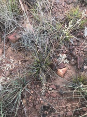 Eragrostis racemosa