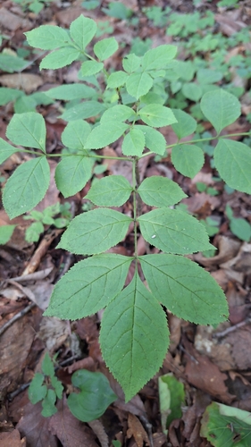 Fraxinus mandshurica, photograph 3