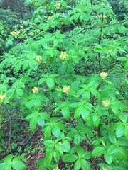 Rhododendron calendulaceum