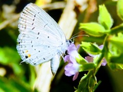 Cupido comyntas texana