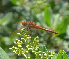 Sympetrum madidum